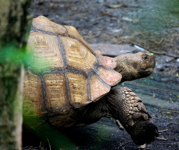 Doğa hayvan yaban hayatı çevre Fotoğraf