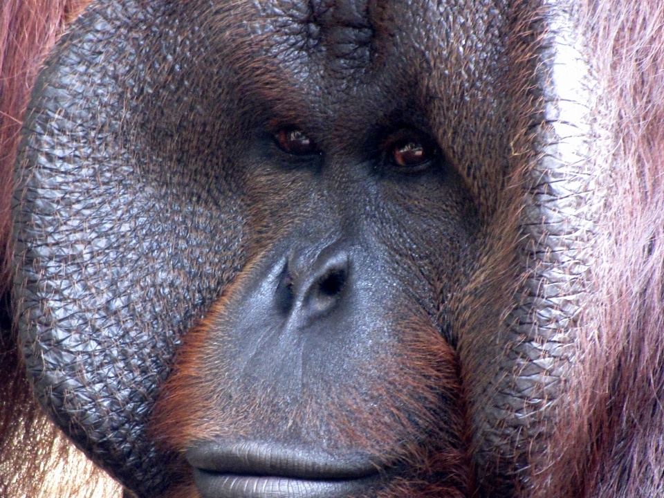 Zwierzę dzikiej przyrody ogród zoologiczny portret