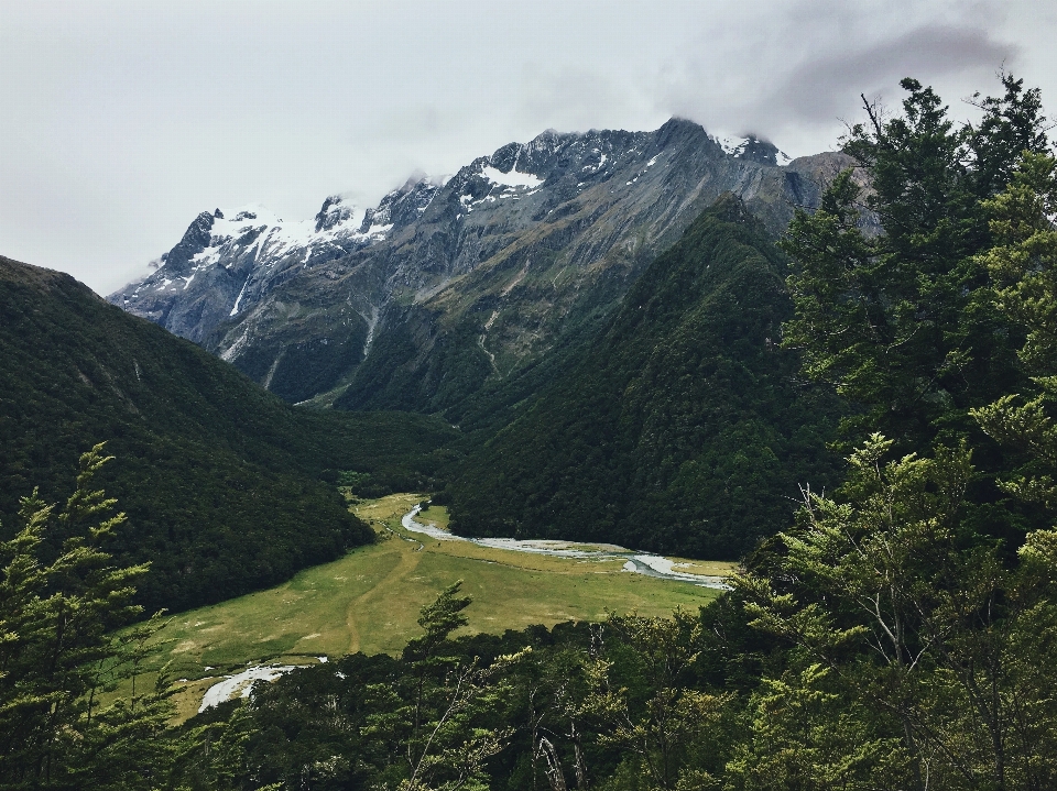 風景 木 自然 森