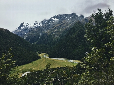 風景 木 自然 森 写真