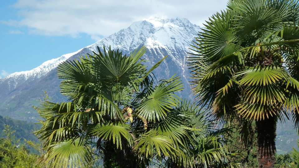 árbol rama nieve planta