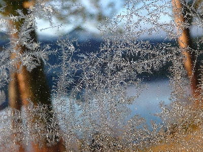 Foto Albero acqua natura ramo