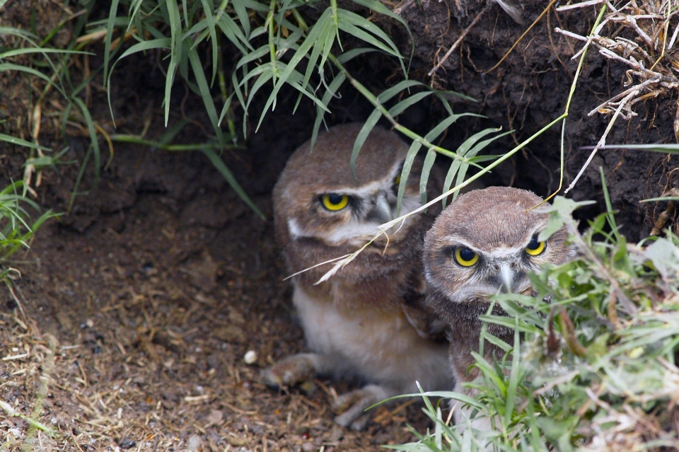 Natureza ar livre região selvagem
 pássaro