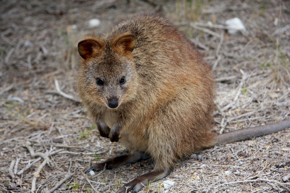 Tierwelt säugetier nagetier fauna