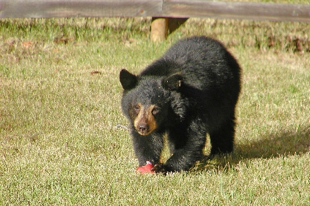 Nature outdoor wilderness animal Photo