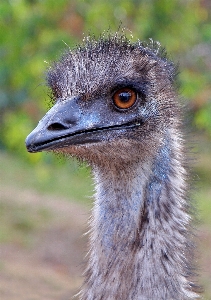 Foto Burung satwa margasatwa paruh