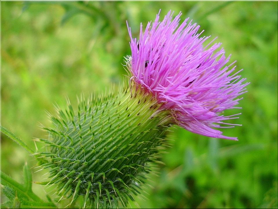 Fiore spinoso
 pianta prateria
