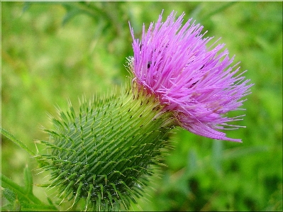 Blossom prickly plant prairie Photo