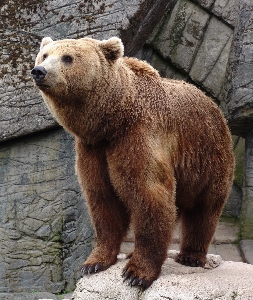 Wilderness animal bear wildlife Photo