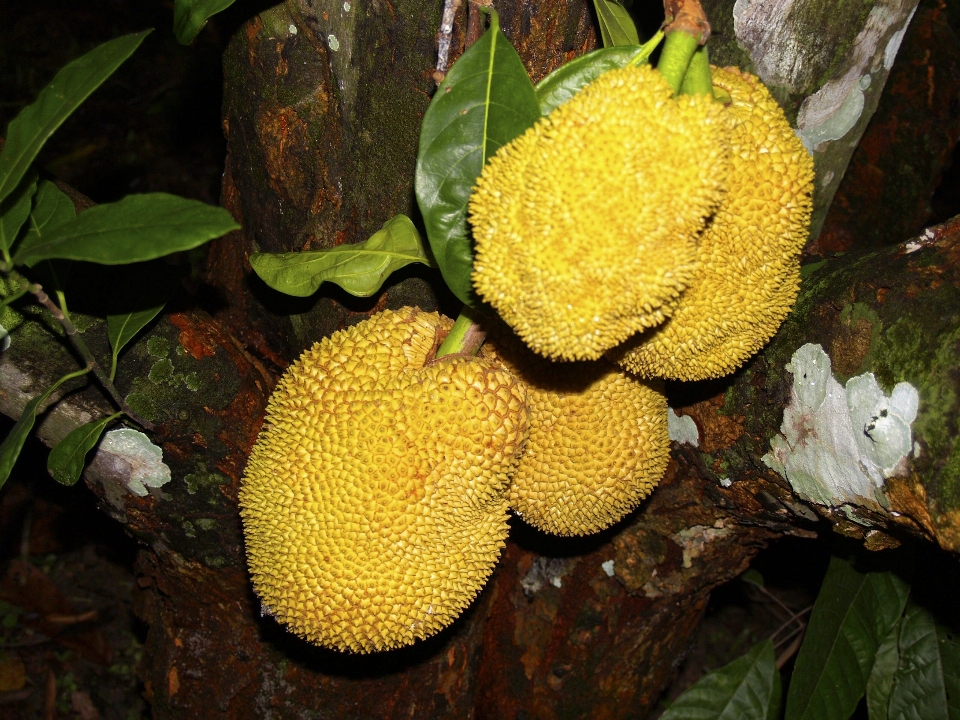 Baum natur anlage frucht