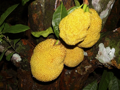 Tree nature plant fruit Photo