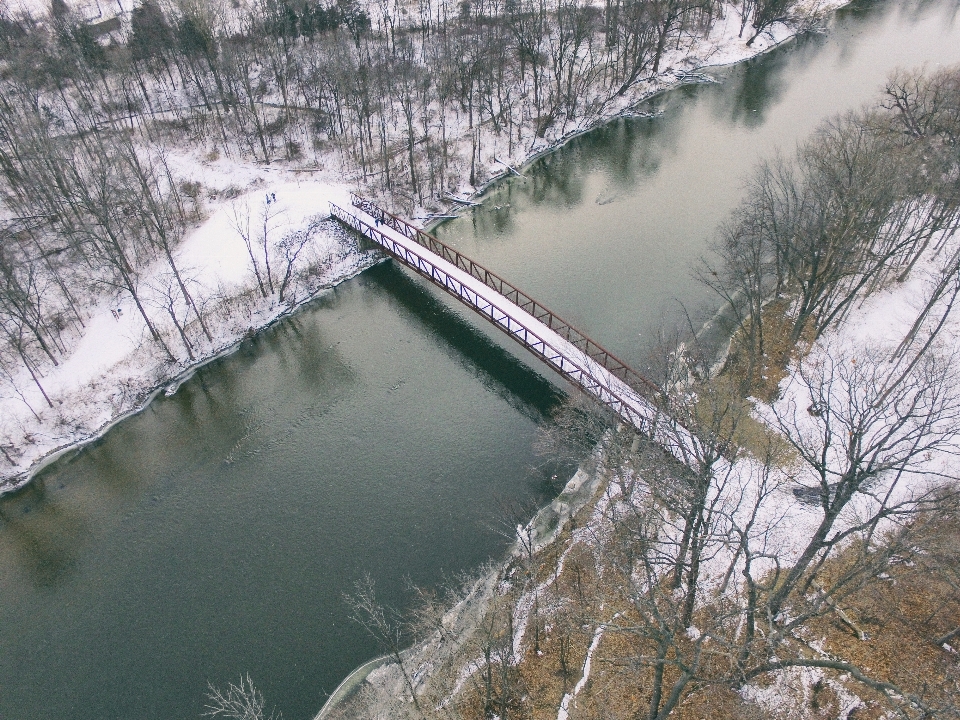 árvore água frio ponte