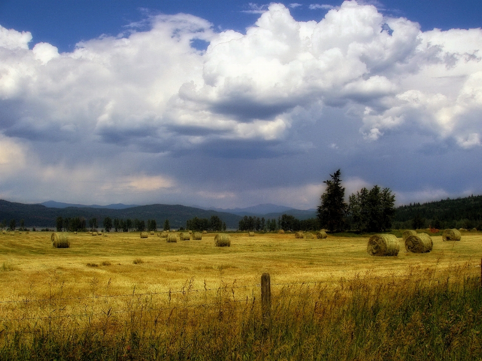 Paysage arbre nature herbe