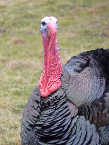 Kuş kanat hayvan yaban hayatı Fotoğraf