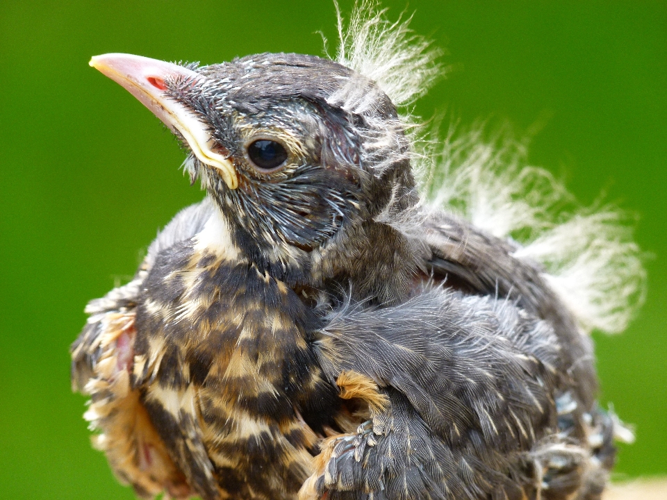 Nature oiseau animal faune