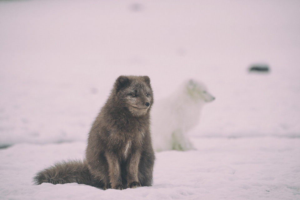 Neige hiver faune mammifère