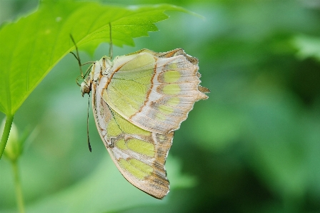 Nature outdoor wing photography Photo