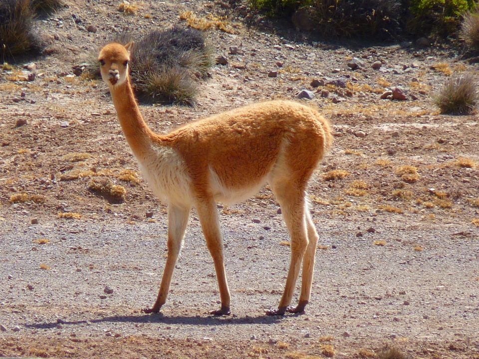 Tier tierwelt kamel säugetier