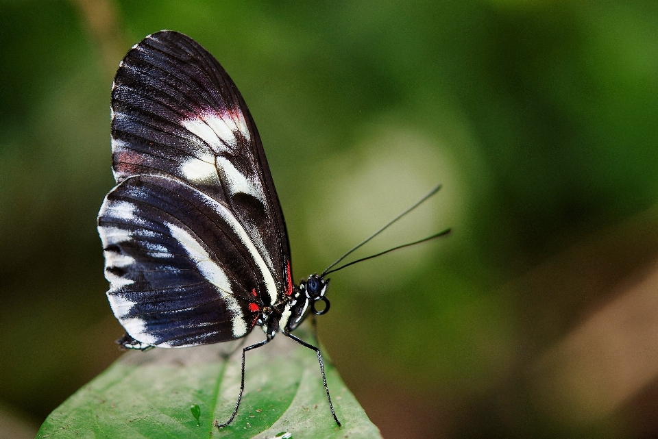 Natura ala fotografia foglia