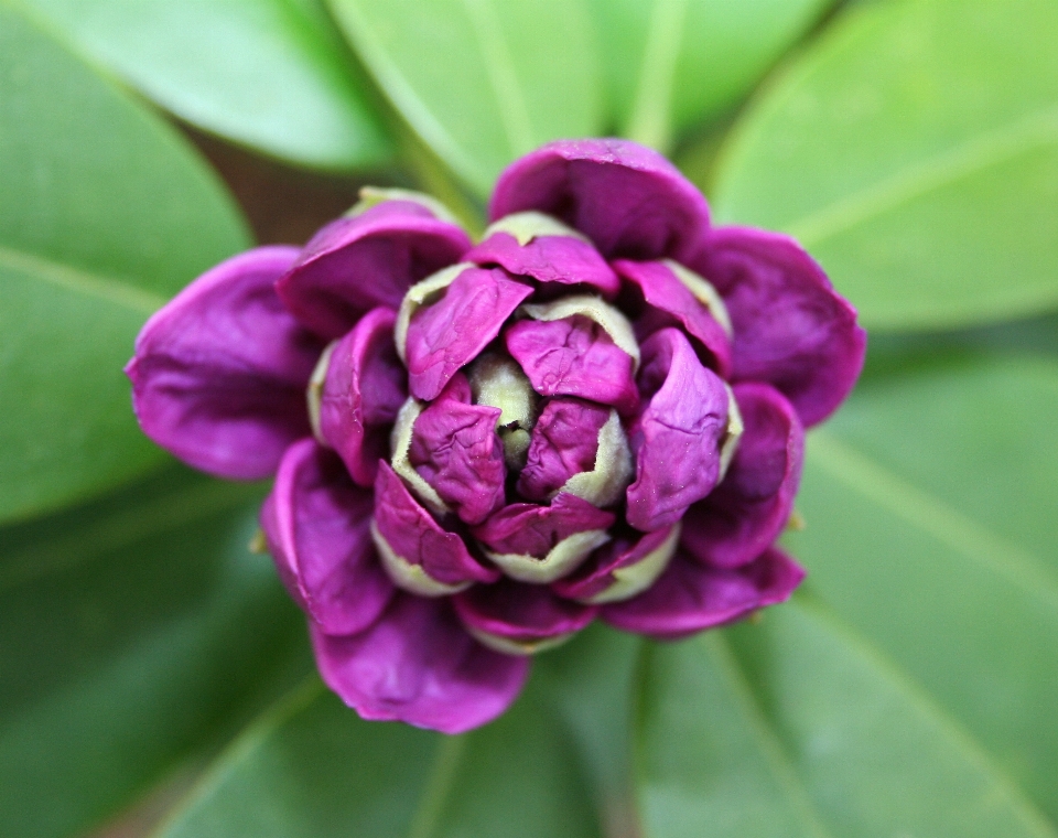 花 植物 紫 花弁