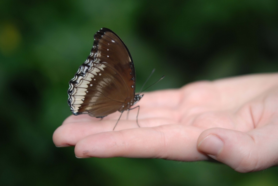 Hand nature outdoor wing