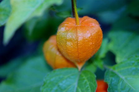 Nature blossom plant fruit Photo