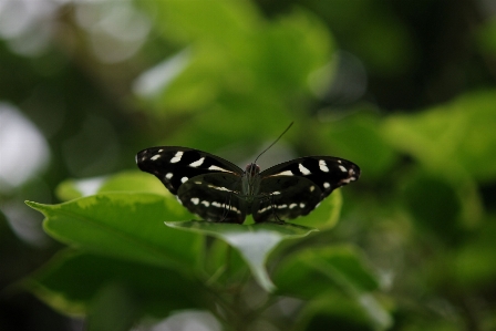 Nature outdoor wing photography Photo