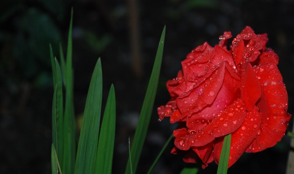 Natur anlage weiss blatt