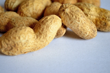 植物 フルーツ 食べ物 生産 写真