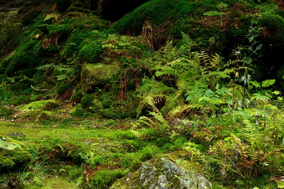 árbol naturaleza bosque rock