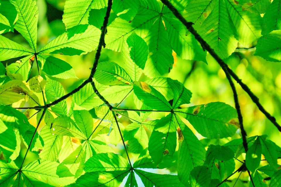 Tree nature forest branch