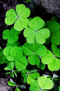 Nature grass plant leaf Photo