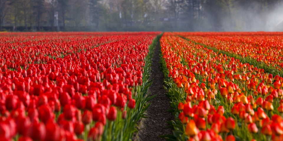 Pianta campo fiore tulipano