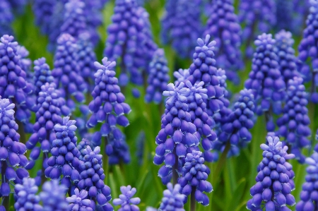 Blossom plant flower purple Photo