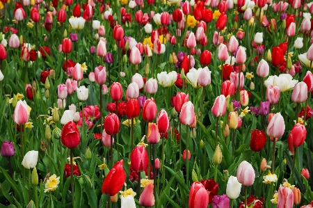 Anlage blume blütenblatt blühen Foto