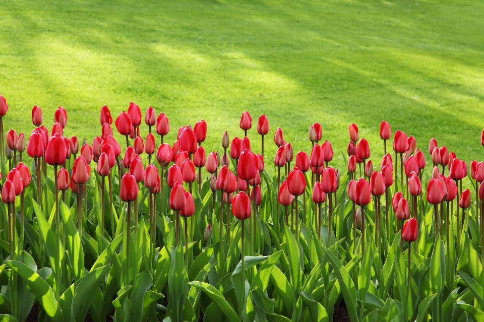 Grass blossom group plant