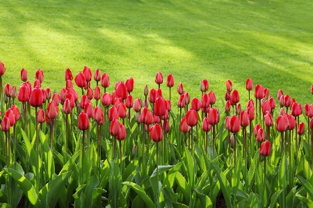 Grass blossom group plant Photo