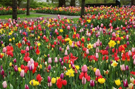 Nature blossom plant field Photo