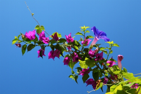 Tree nature branch blossom Photo