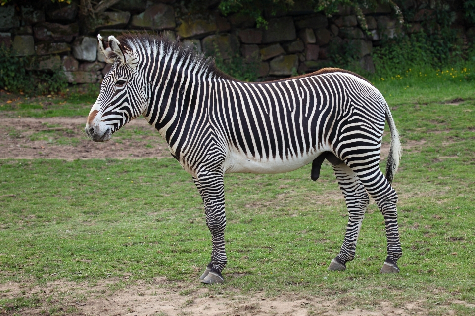 White animal wildlife zoo