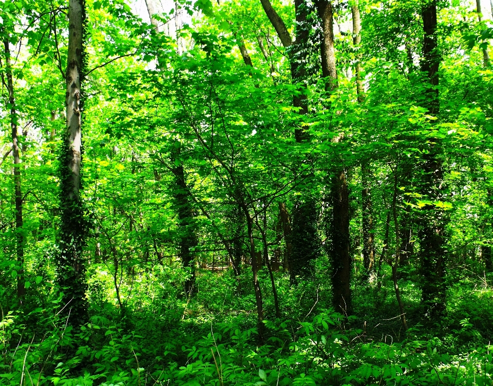 Albero natura foresta erba