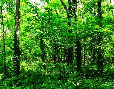 Foto Pohon alam hutan rumput