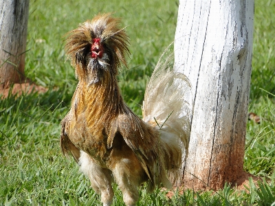 Bird farm morning animal Photo