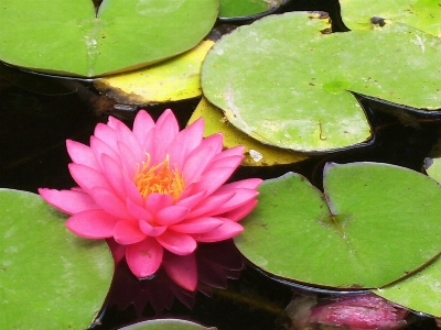 水 植物 叶子 花 照片