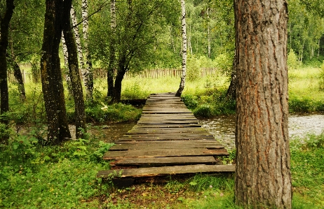 Landscape tree water nature Photo