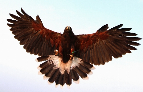 Bird wing beak eagle Photo