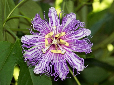 Nature blossom plant flower Photo