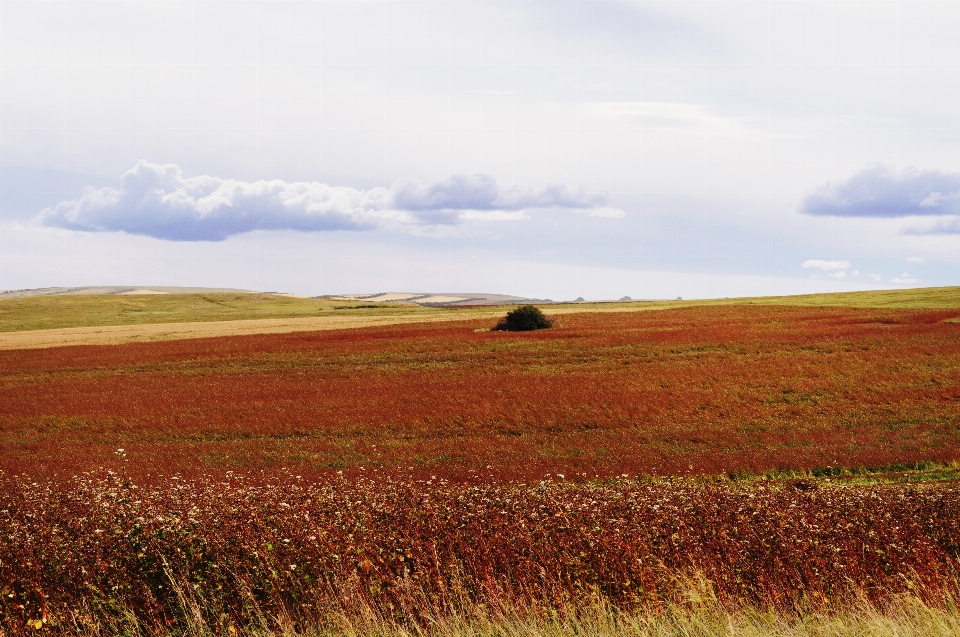 Landscape tree nature grass