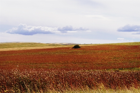 Landscape tree nature grass Photo