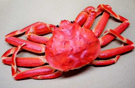 食べ物 赤 生産 シーフード 写真